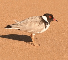 Thinornis cucullatus