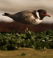 Thinornis cucullatus