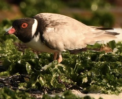 Thinornis cucullatus