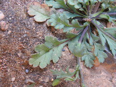 Papaver purpureomarginatum