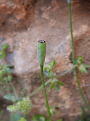 Papaver purpureomarginatum