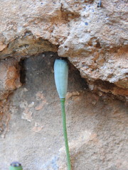 Papaver purpureomarginatum
