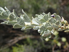 Psoralea velutina