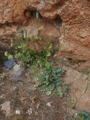 Papaver purpureomarginatum