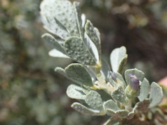 Psoralea velutina