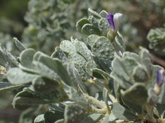 Psoralea velutina