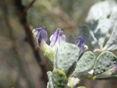Psoralea velutina