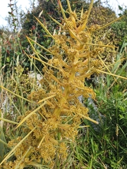 Aciphylla squarrosa