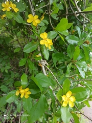 Ochna thomasiana