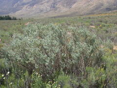 Psoralea velutina