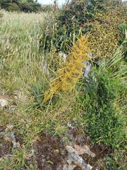 Aciphylla squarrosa