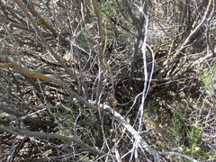 Psoralea velutina