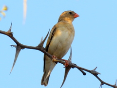 Vidua regia