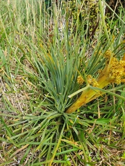Aciphylla squarrosa