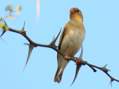 Vidua regia