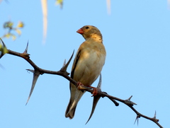 Vidua regia
