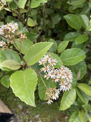 Olearia arborescens