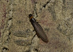 Kalotermes flavicollis