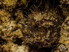 Hapalogaster mertensii
