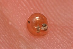 Innesoconcha rosacea