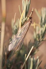 Macronemurus appendiculatus