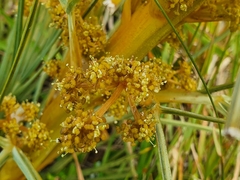 Aciphylla squarrosa