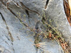 Galium murale