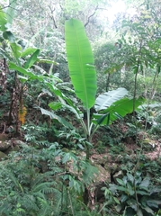 Musa × paradisiaca
