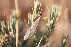 Macronemurus appendiculatus