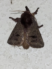Phocoderma velutina