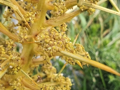 Aciphylla squarrosa