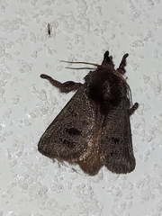 Phocoderma velutina