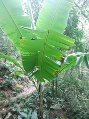 Musa × paradisiaca