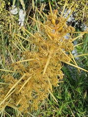 Aciphylla squarrosa