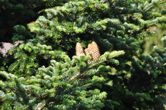 Abies alba