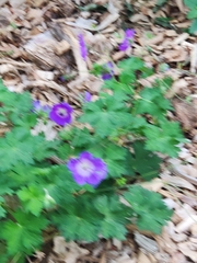 Geranium sylvaticum