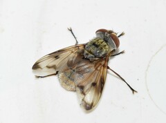 Ectophasia oblonga