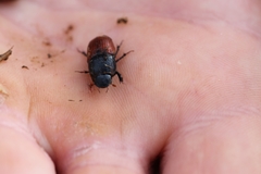 Coprimorphus scrutator