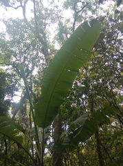 Musa × paradisiaca