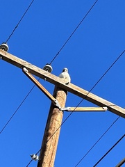 Buteo jamaicensis calurus