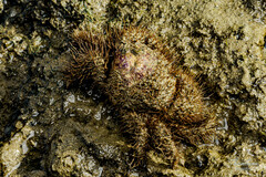Hapalogaster mertensii