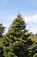 Abies alba