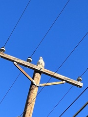 Buteo jamaicensis calurus