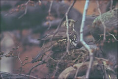 Turdus viscivorus