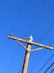Buteo jamaicensis calurus