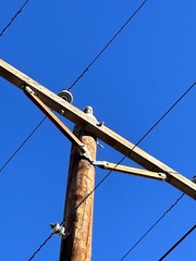 Buteo jamaicensis calurus