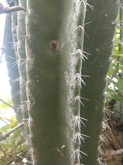 Cereus hildmannianus
