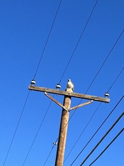 Buteo jamaicensis calurus