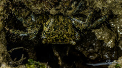 Metopograpsus thukuhar