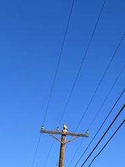Buteo jamaicensis calurus